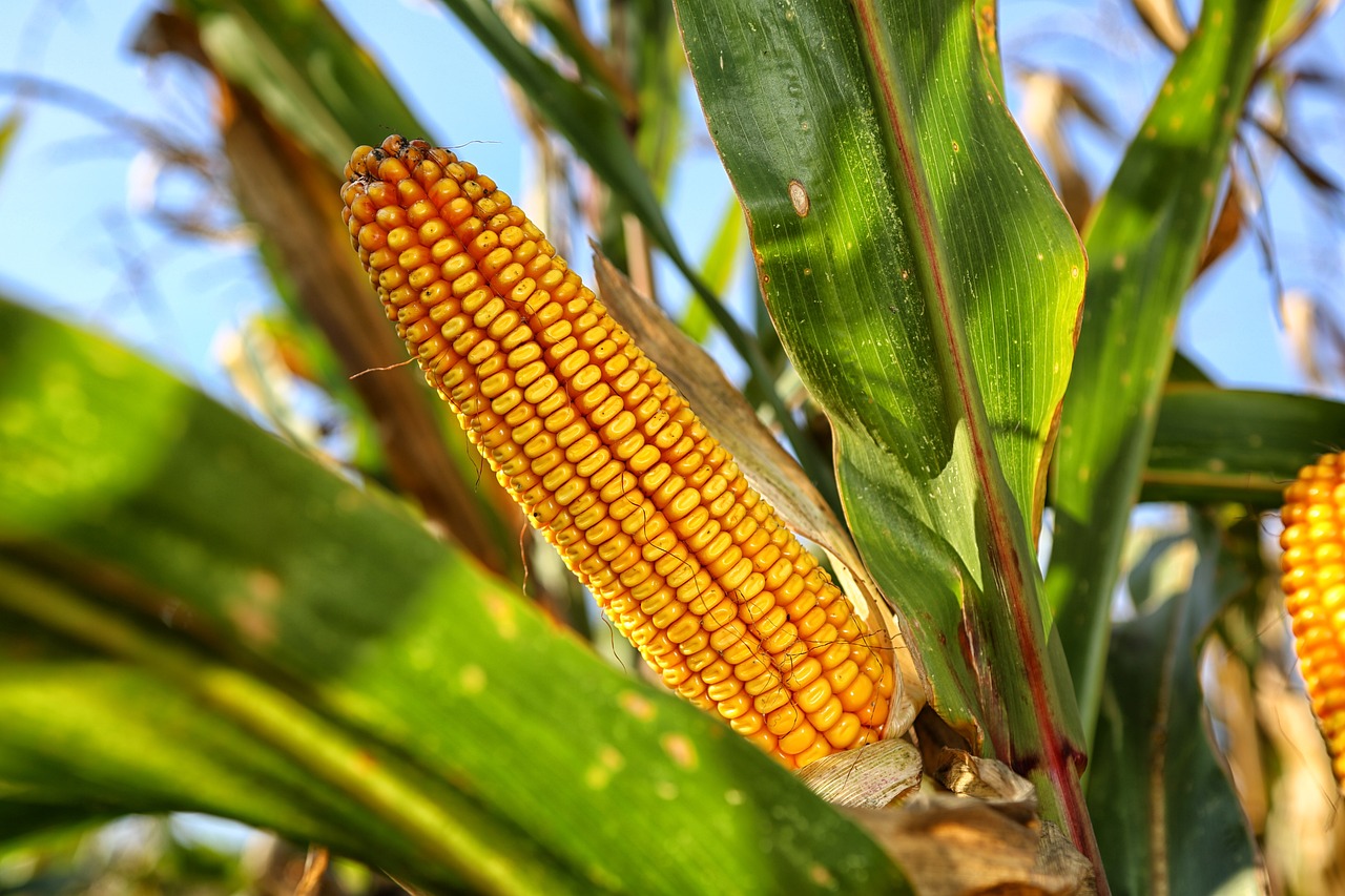 Stosowanie kukurydzy kiszonej do karmienia zwierząt hodowlanych