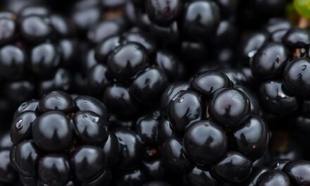 Jeżyny – zdrowe owoce pełne właściwości leczniczych i odżywczych